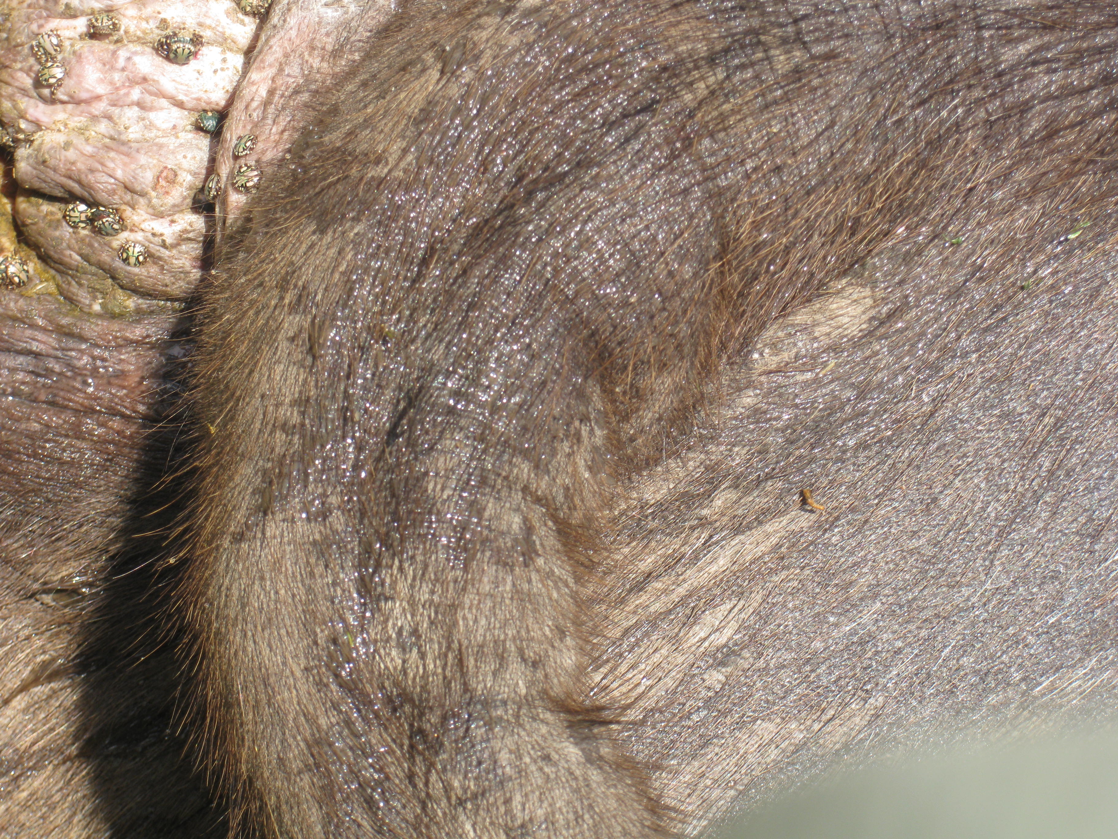 Veterinary field image 6